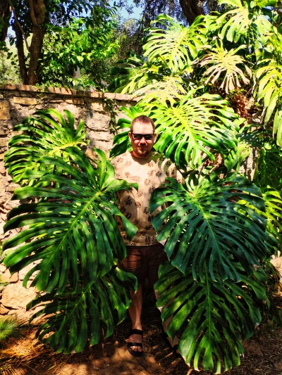 grabaz - @mlesz: @zapomnialamlogin: hold my monstera... ( ͡° ͜ʖ ͡°)