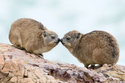 Sudice - Z mężem
#hyrax #zwierzaczki