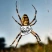 Argiope