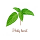 holy_basil