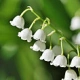 muguet