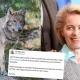 Wilk zagryzł kucyka Ursuli von der Leyen, planuje ich odstrzał w całej EU