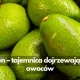 Co ma wspólnego etylen z dojrzewaniem owoców