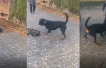 Znów agresywny rottweiler zaatakował innego psa (Starogard Gdański)