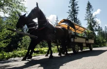 Minister ogłasza wielką zmianę. Chodzi o transport konny do Morskiego Oka.