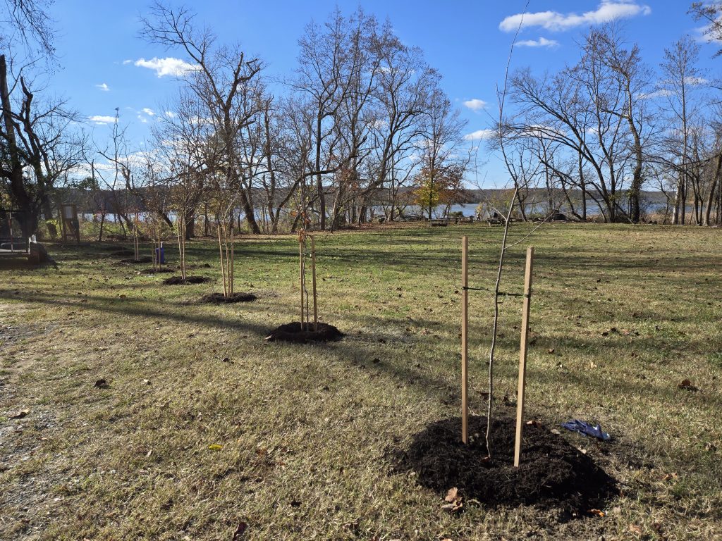 A line of trees in an open area with a river in the background