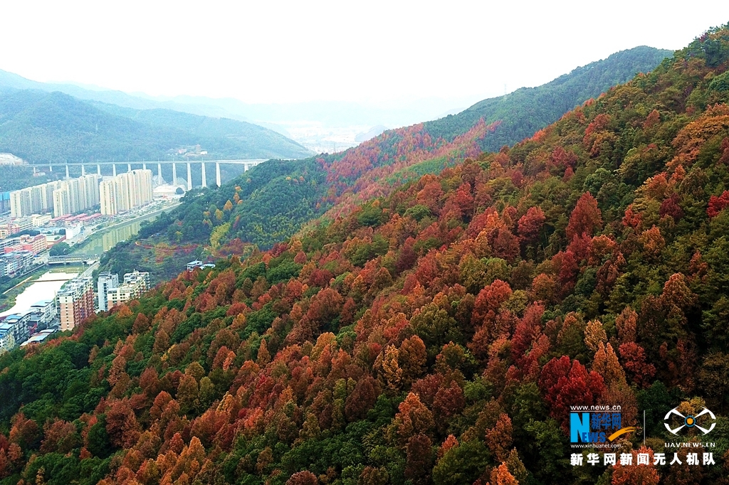 福建政和：漫山填谷涨红霞