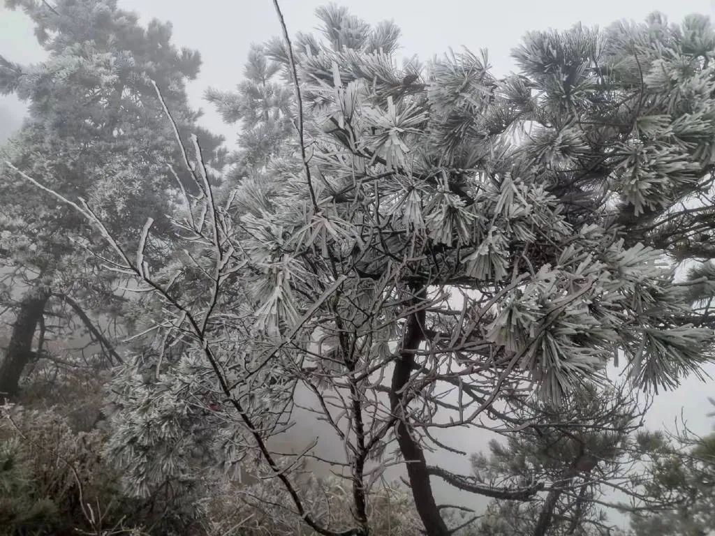 福建下雪啦！多地高海拔地区出现雾凇美景