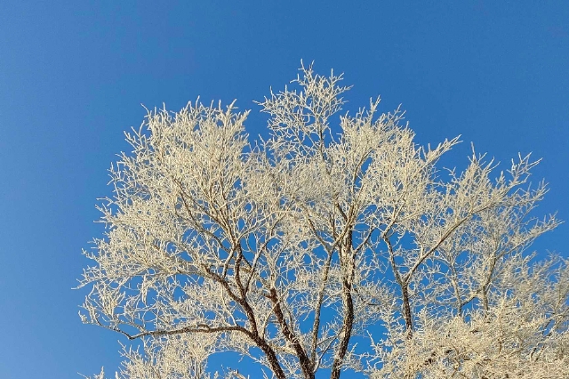 “秀起东南第一巅”迎来雾凇美景