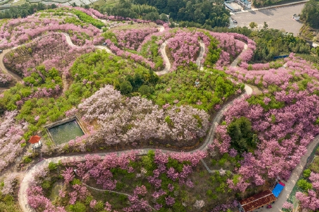 福建清流：又到一年樱花季 赏心悦目百事兴