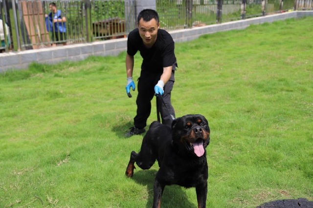 长沙两只警犬即将退役，战力值依旧拉满！训导员：舍不得