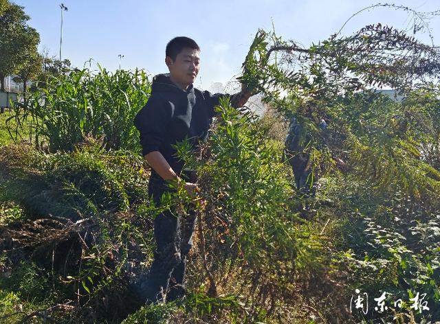 宁德中心城区发现“加拿大一枝黄花”