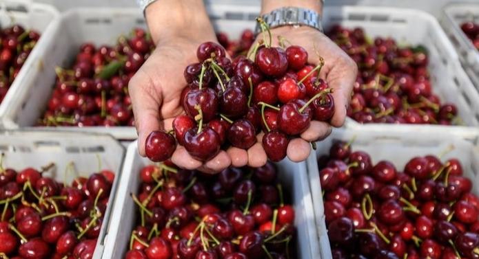 Cerezas chilenas impulsan consumo en Año Nuevo Lunar chino y crece confianza de empresas en mercado