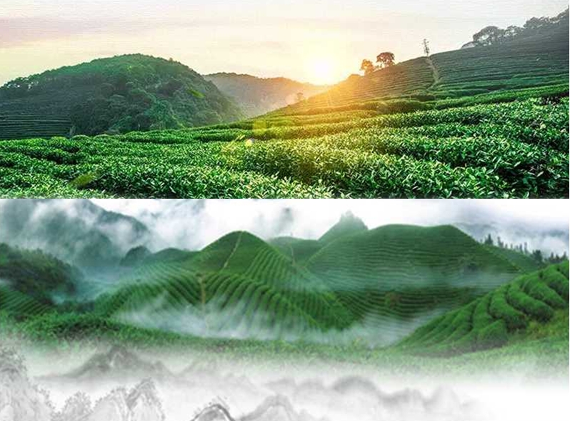 竹溪天宝粮援有机茶示范场【原生态】巴山箭茶300g/高端礼盒